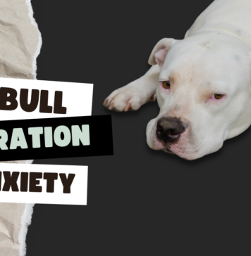 Pitbull Separation Anxiety