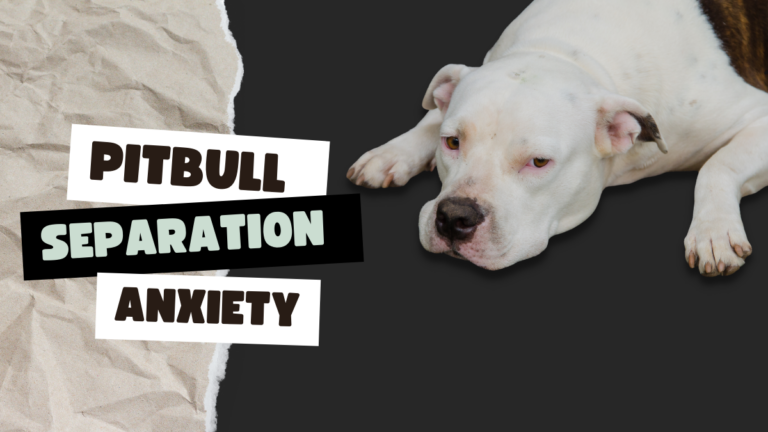 Pitbull Separation Anxiety