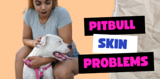 Pitbull Skin Problems