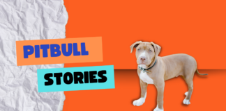 Pitbull Stories