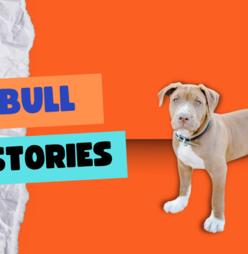 Pitbull Stories