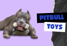 Pitbull Toys