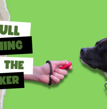 Pitbull Training with the clicker