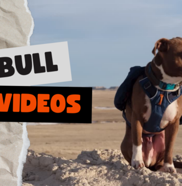 Pitbull Videos