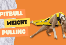 Pitbull Weight Pulling