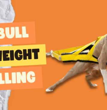 Pitbull Weight Pulling