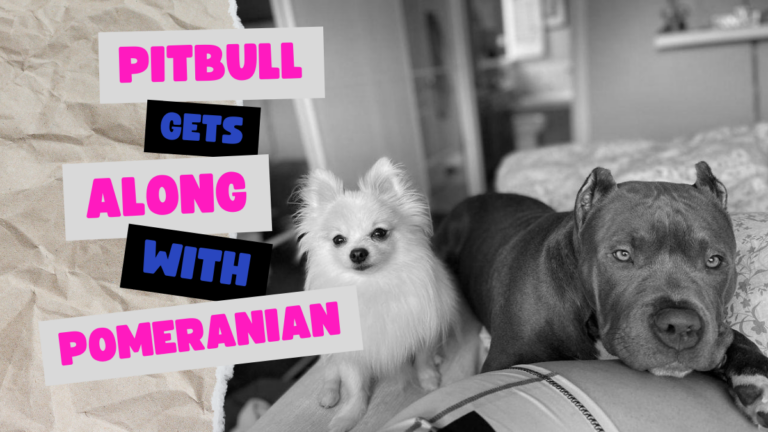 Pitbull pet gets along with Pomeranian