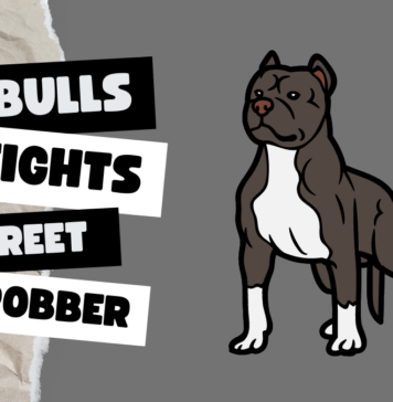 Pitbulls Fights a street robber