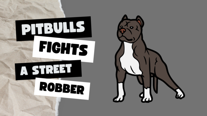 Pitbulls Fights a street robber
