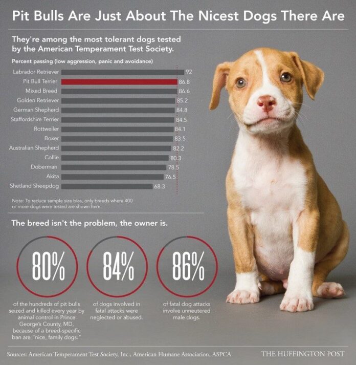 Pitbulls are nice infographic