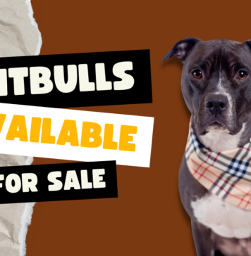 Pitbulls for Sale, what you should know
