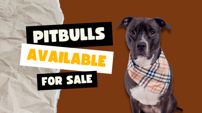 Pitbulls for Sale, what you should know