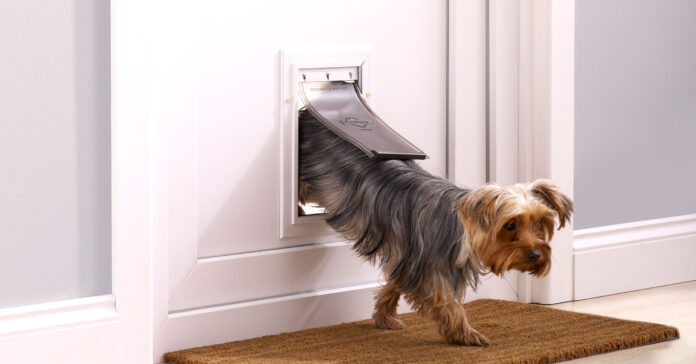 Points to Consider Before Buying a Dog Door