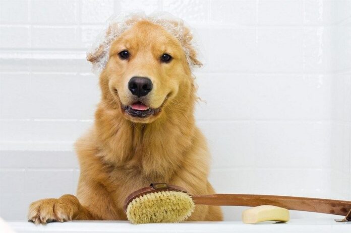 Prevention dog bathing