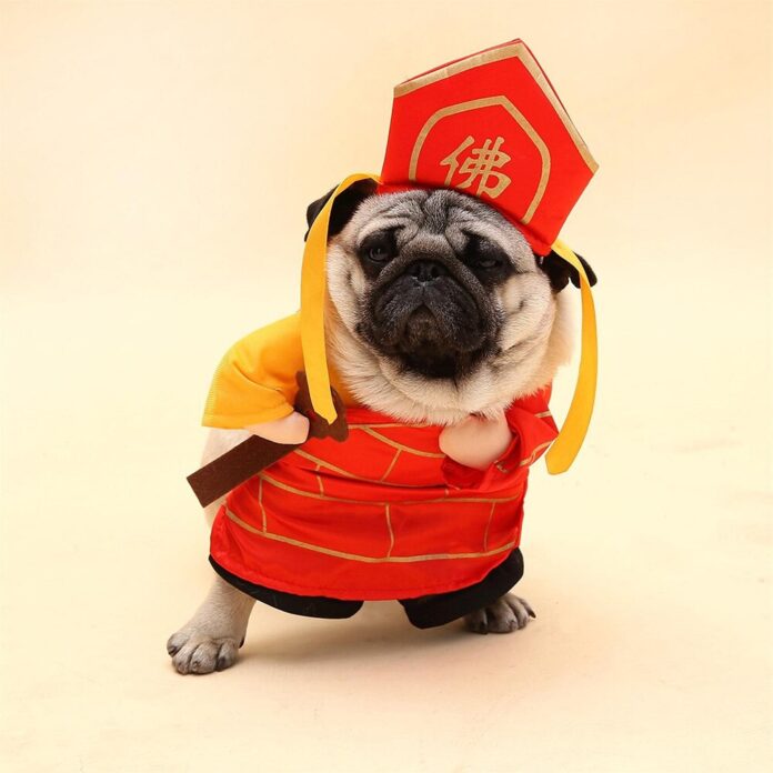 Pug wearing emperor costume