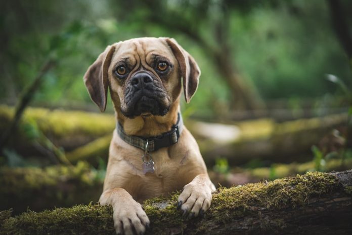 Puggle Coat, Color, and Grooming