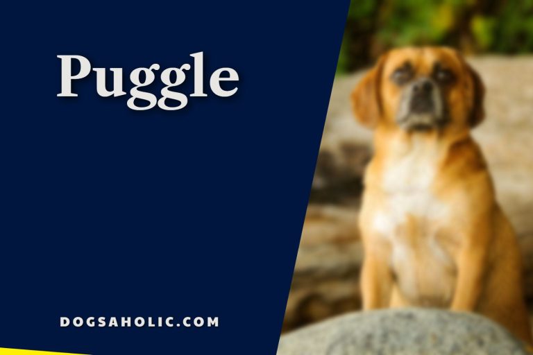 Puggle – Pug and Beagle Mix – Breed Characteristics