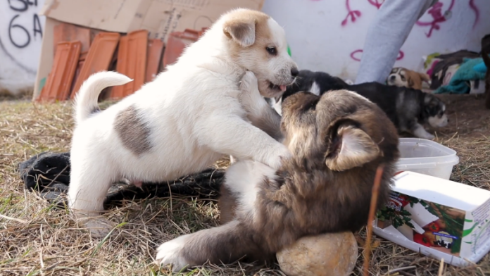 Puppies fighting