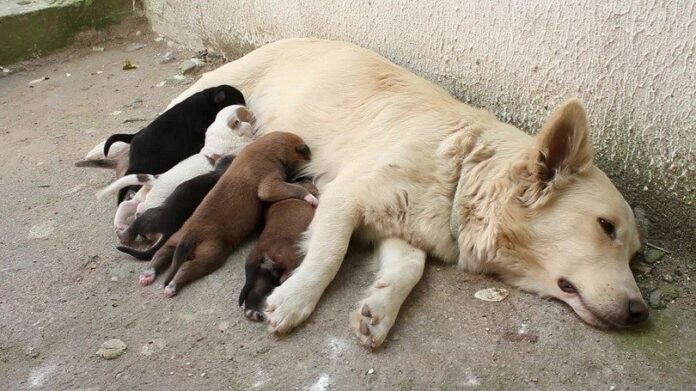 Puppies need mothers milk