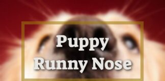 Puppy Runny Nose