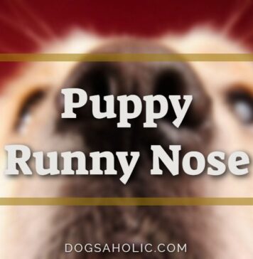 Puppy Runny Nose