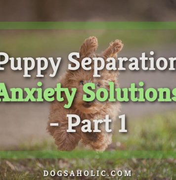 Puppy Separation Anxiety Solutions - Part 1