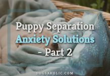 Puppy Separation Anxiety Solutions - Part 2