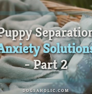 Puppy Separation Anxiety Solutions - Part 2