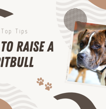 Raising a Pit bull