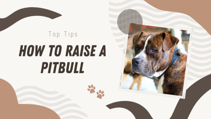 Raising a Pit bull