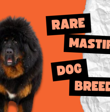 Rare Mastiff Dog Breeds