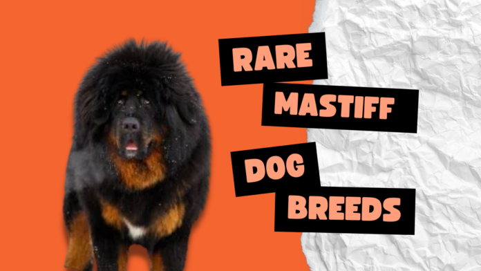 Rare Mastiff Dog Breeds