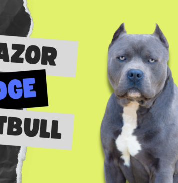 Razor Edge Pitbulls