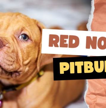 Red Nose Pit Bulls