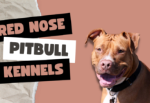 Red Nose Pitbull Kennels