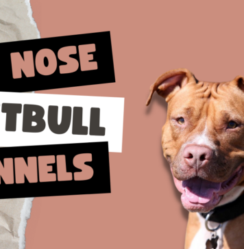 Red Nose Pitbull Kennels