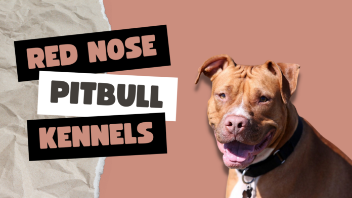 Red Nose Pitbull Kennels