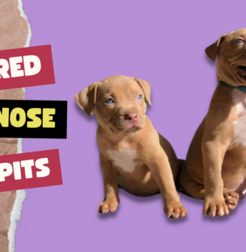 Red Nose Pits