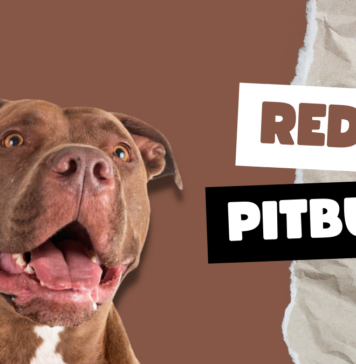 Red Pitbulls