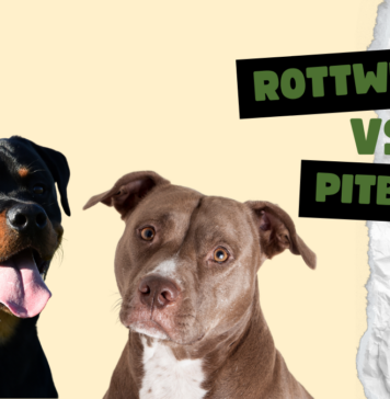 Rottweiler vs Pitbull