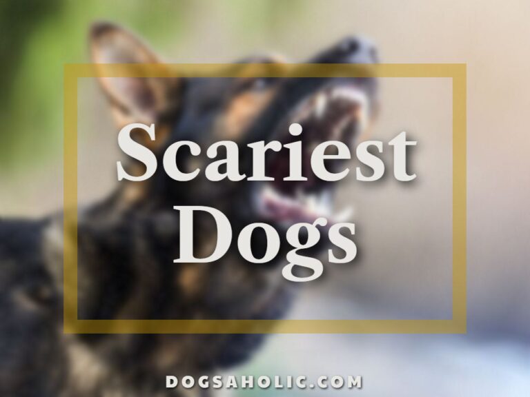 Scariest Dogs