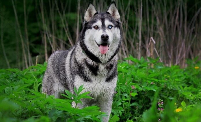 Siberian Husky