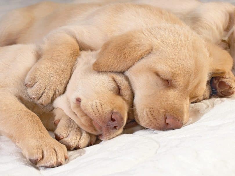 Sleeping puppies