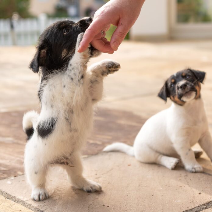 Small puppy bitting