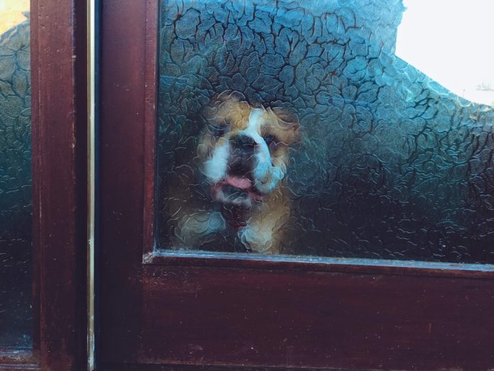 So how do you train your dog not to be afraid of a door