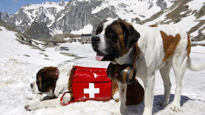 The St. Bernard rescue dogs