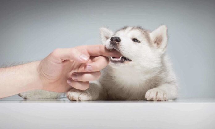 Stop Puppy Bitting