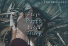 Stop Your Puppy From Biting