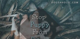 Stop Your Puppy From Biting