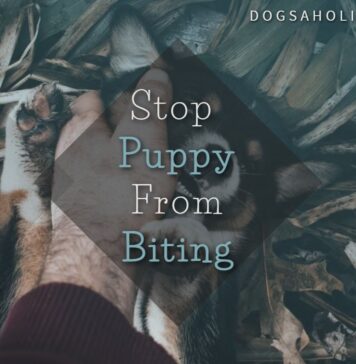 Stop Your Puppy From Biting